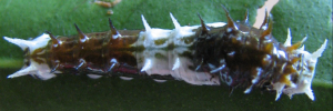 Early Larvae Top of Orchard Swallowtail - Papilio aegeus aegeus